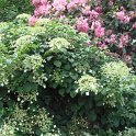 Hydrangea petiolaris